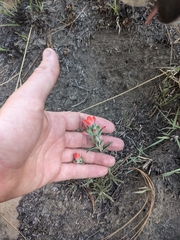 Trans-Pecos Indian paintbrush (Castilleja nervata)
