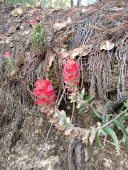 Trans-Pecos Indian paintbrush (Castilleja nervata)