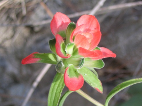 Trans-Pecos Indian paintbrush (Castilleja nervata)
