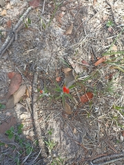 Trans-Pecos Indian paintbrush (Castilleja nervata)