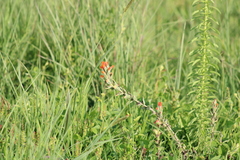 Trans-Pecos Indian paintbrush (Castilleja nervata)
