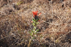 Trans-Pecos Indian paintbrush (Castilleja nervata)