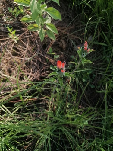 Trans-Pecos Indian paintbrush (Castilleja nervata)