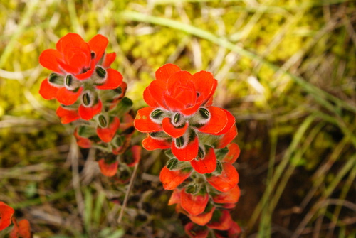 Trans-Pecos Indian paintbrush (Castilleja nervata)