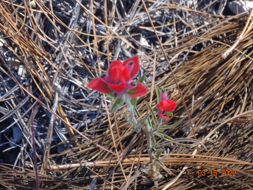 Trans-Pecos Indian paintbrush (Castilleja nervata)