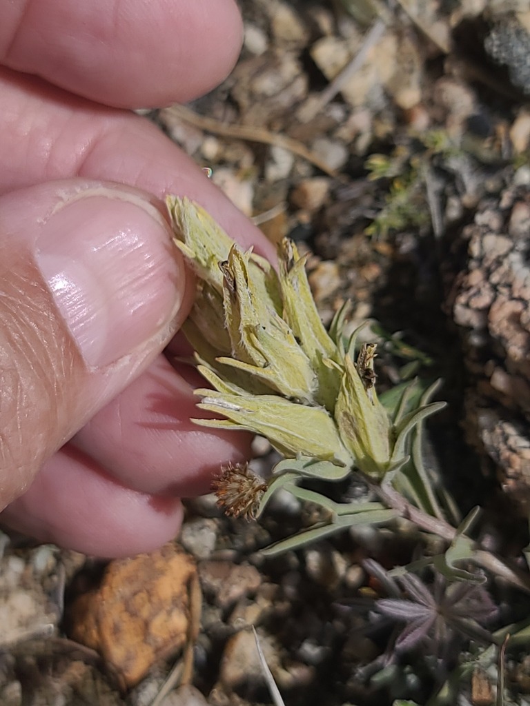 Snow Indian paintbrush (Castilleja nivea)