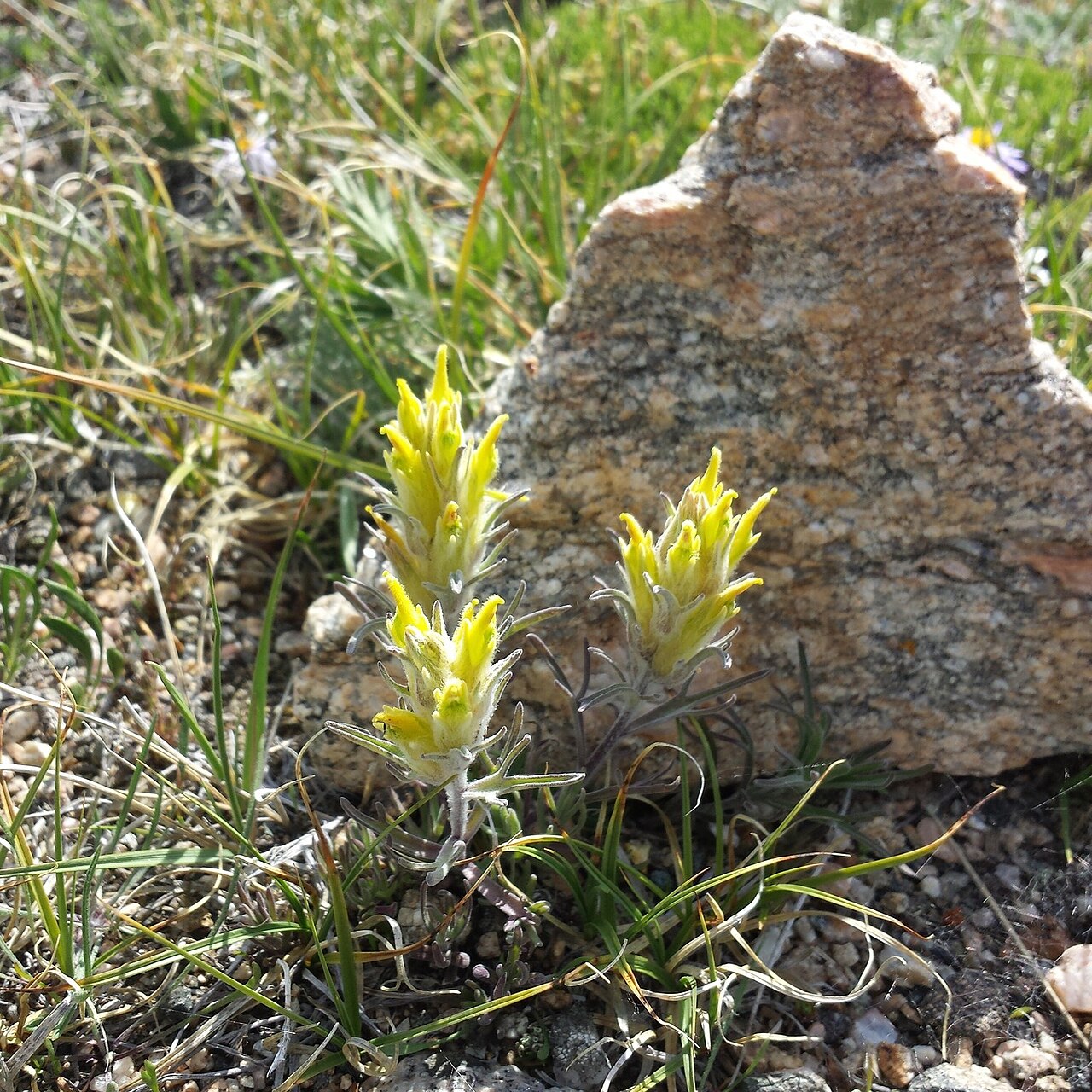 Snow Indian paintbrush: Castilleja nivea blooming in the Custer Gallatin National Forest, Carbon County, Montana, US