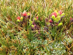 Castilleja nubigena (Castilleja nubigena)