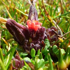 Castilleja nubigena (Castilleja nubigena)