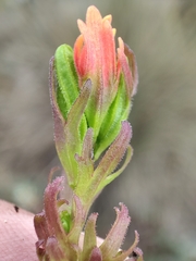 Castilleja nubigena (Castilleja nubigena)