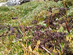 Castilleja nubigena (Castilleja nubigena)