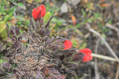 Castilleja nubigena (Castilleja nubigena)