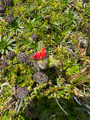 Castilleja nubigena (Castilleja nubigena)