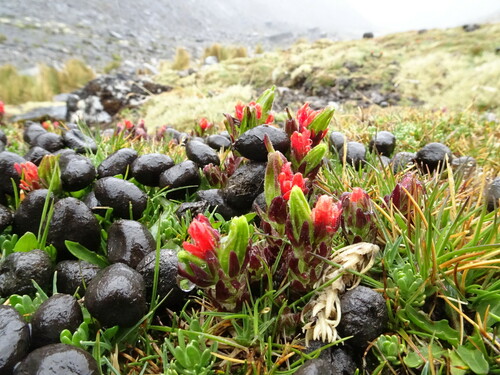 Castilleja nubigena (Castilleja nubigena)