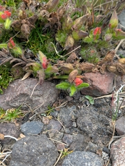 Castilleja nubigena (Castilleja nubigena)