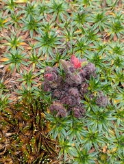 Castilleja nubigena (Castilleja nubigena)
