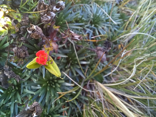Castilleja nubigena (Castilleja nubigena)