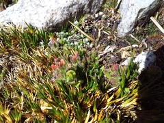 Castilleja nubigena (Castilleja nubigena)