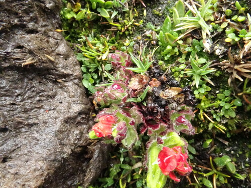 Castilleja nubigena (Castilleja nubigena)