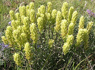 Western Indian paintbrush: Castilleja occidentalis