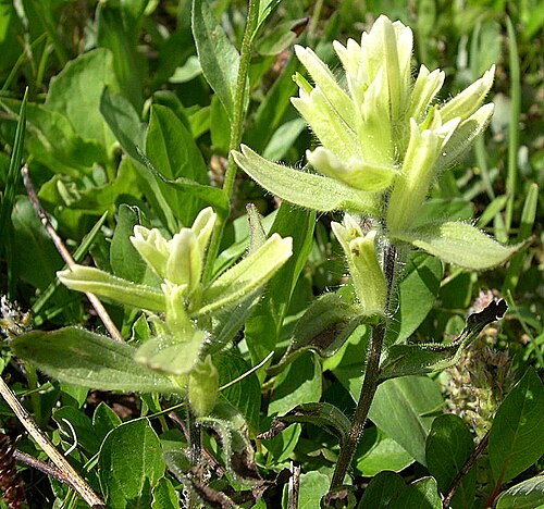 Western Indian paintbrush: August 15, 2010