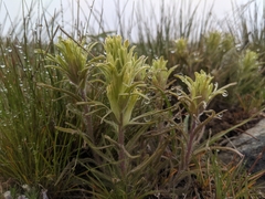 Pale Wallowa Indian paintbrush (Castilleja oresbia)