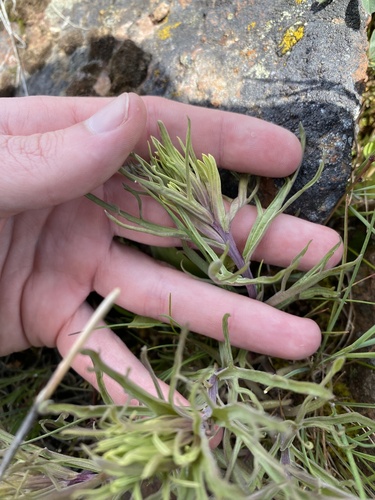 Pale Wallowa Indian paintbrush (Castilleja oresbia)