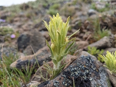 Pale Wallowa Indian paintbrush (Castilleja oresbia)