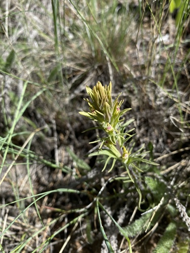 Pale Wallowa Indian paintbrush (Castilleja oresbia)