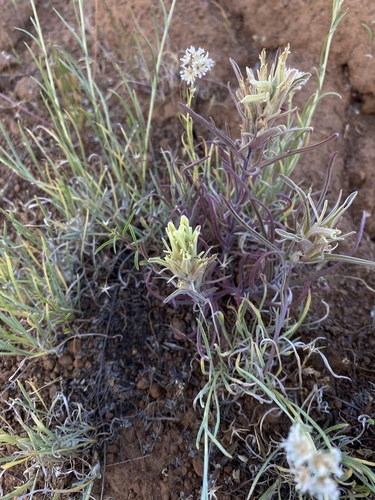 Pale Wallowa Indian paintbrush (Castilleja oresbia)
