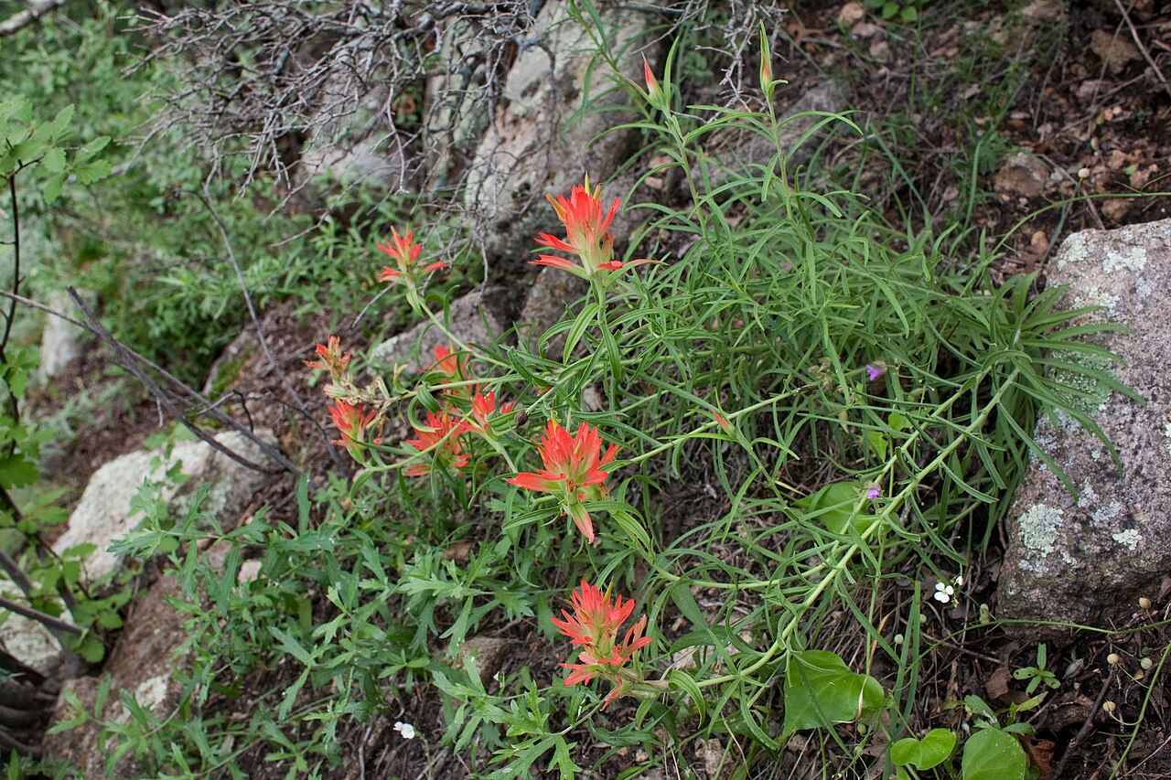 Organ Mountain Indian paintbrush: Castilleja organorum , northwest side of the Organ Mountains in Rabbit Ears Canyon, 32.3689 -106.5822, Doña Ana County, New Mexico, 17 Sep 2013.