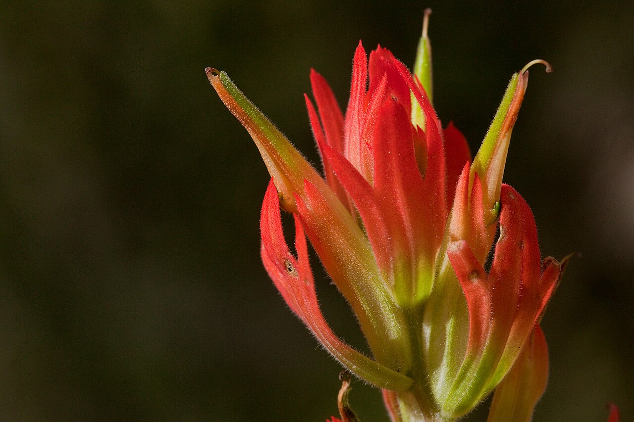 Organ Mountain Indian paintbrush: Castilleja organorum , northwest side of the Organ Mountains in Rabbit Ears Canyon, 32.3689 -106.5822, Doña Ana County, New Mexico, 17 Sep 2013.