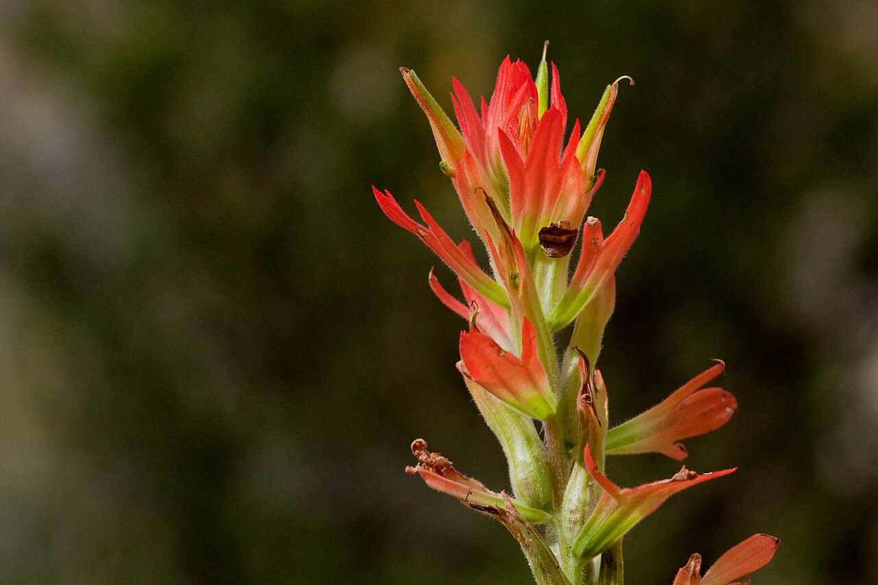 Organ Mountain Indian paintbrush: Castilleja organorum , northwest side of the Organ Mountains in Rabbit Ears Canyon, 32.3689 -106.5822, Doña Ana County, New Mexico, 17 Sep 2013.