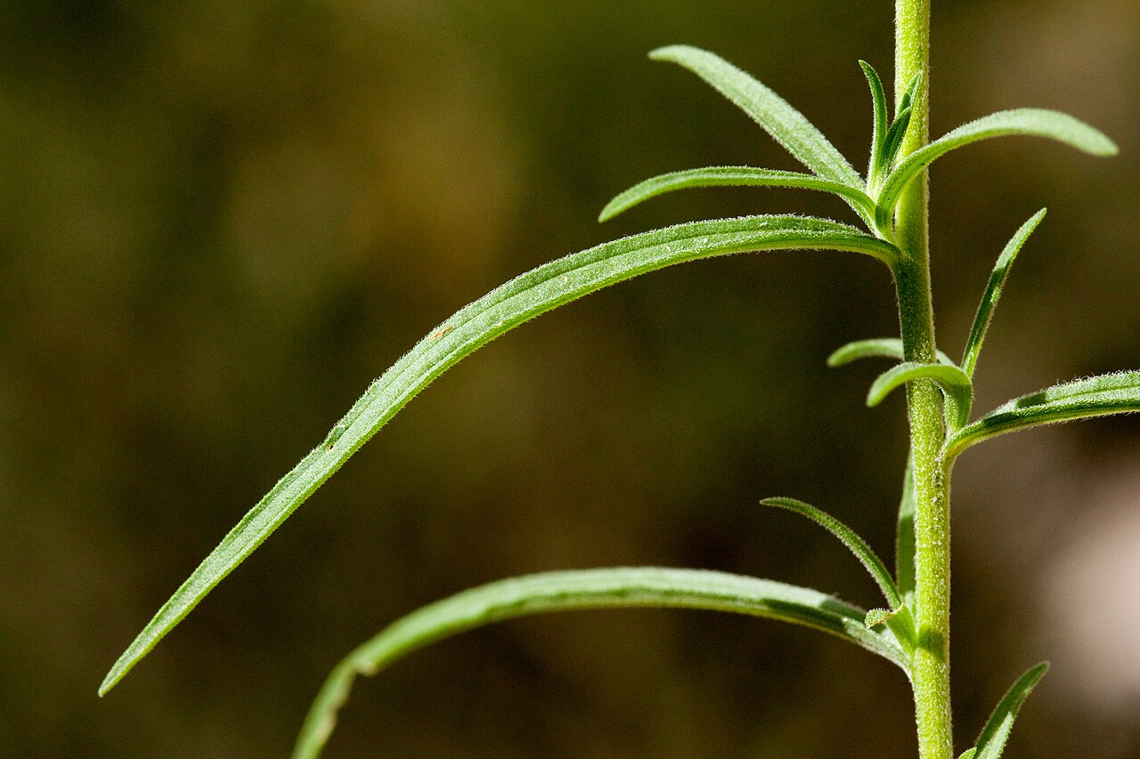 Organ Mountain Indian paintbrush: Castilleja organorum , northwest side of the Organ Mountains in Rabbit Ears Canyon, 32.3689 -106.5822, Doña Ana County, New Mexico, 17 Sep 2013.