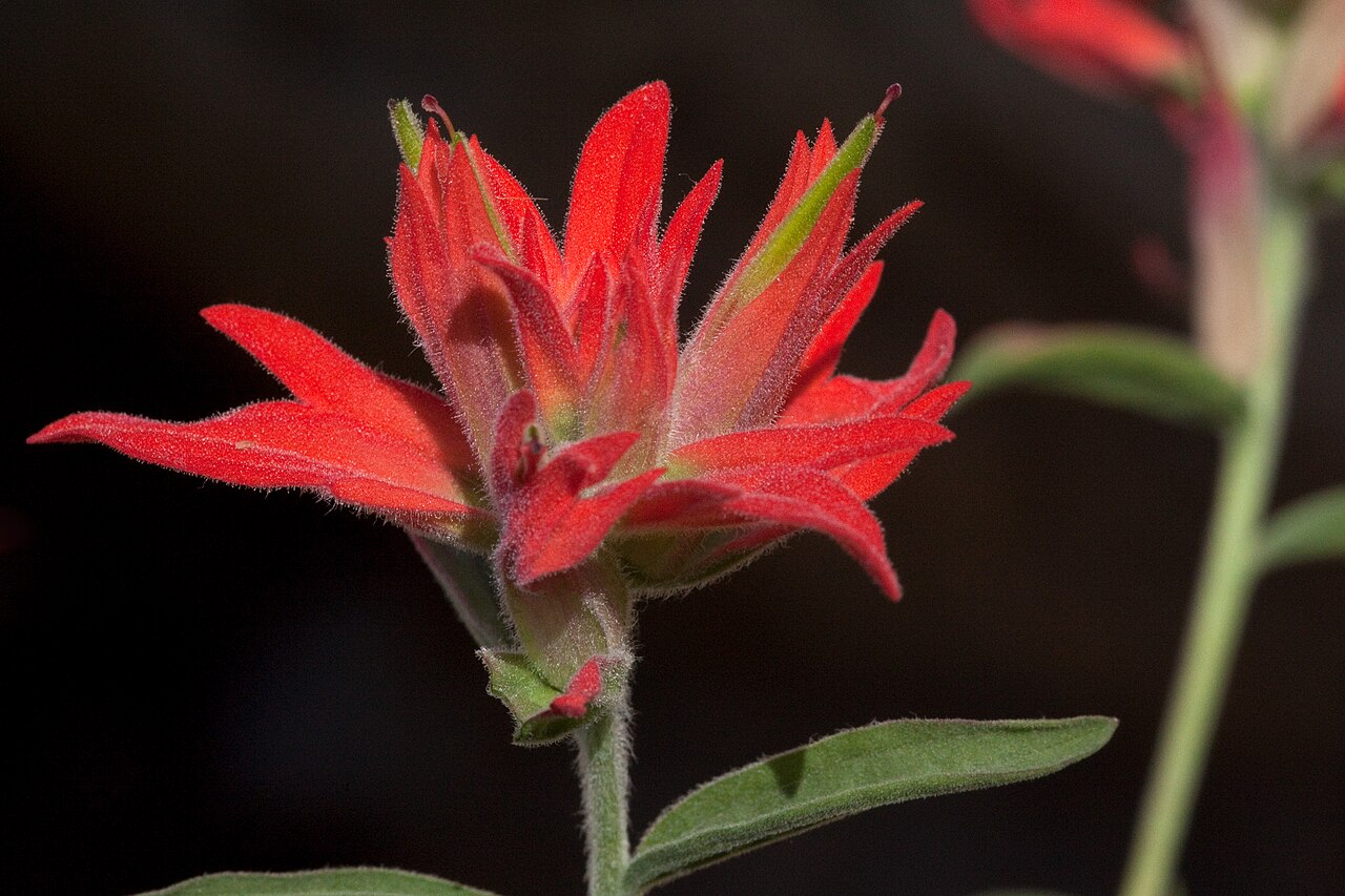 Organ Mountain Indian paintbrush: Castilleja organorum , northwest side of the Organ Mountains in Rabbit Ears Canyon, 32.3676 -106.5811, Doña Ana County, New Mexico, 17 Sep 2013.