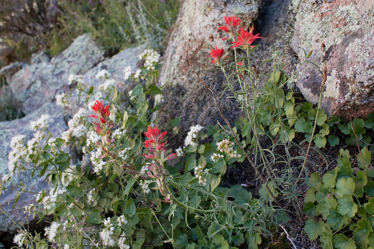 Organ Mountain Indian paintbrush: Castilleja organorum , northwest side of the Organ Mountains in Rabbit Ears Canyon, 32.3676 -106.5811, Doña Ana County, New Mexico, 17 Sep 2013.