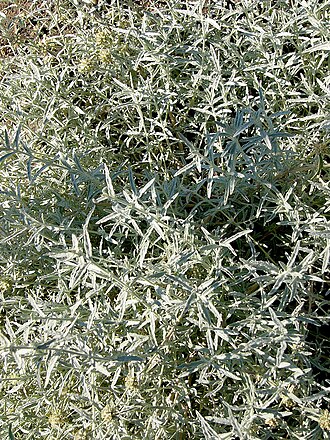 Pale Indian paintbrush: Plant "Castilleja Pallescens" from western north america