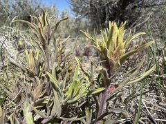 Pale Indian paintbrush (Castilleja pallescens)
