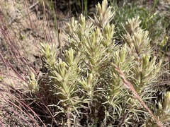 Pale Indian paintbrush (Castilleja pallescens)