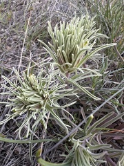 Pale Indian paintbrush (Castilleja pallescens)