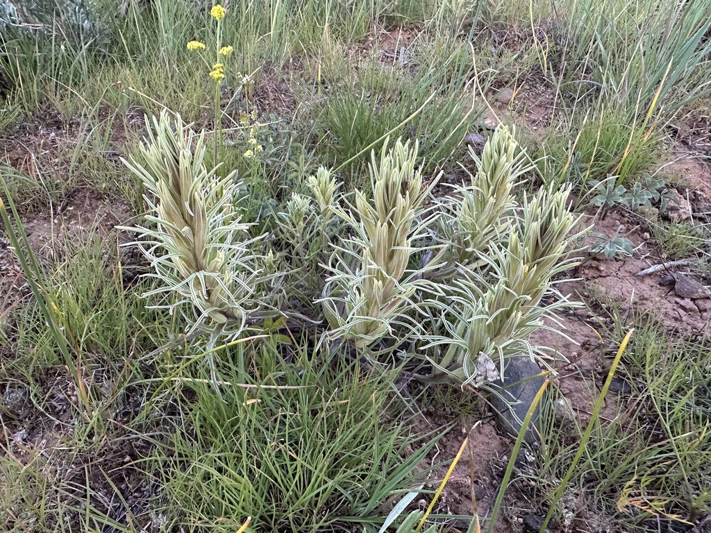 Pale Indian paintbrush (Castilleja pallescens)
