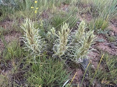 Pale Indian paintbrush (Castilleja pallescens)