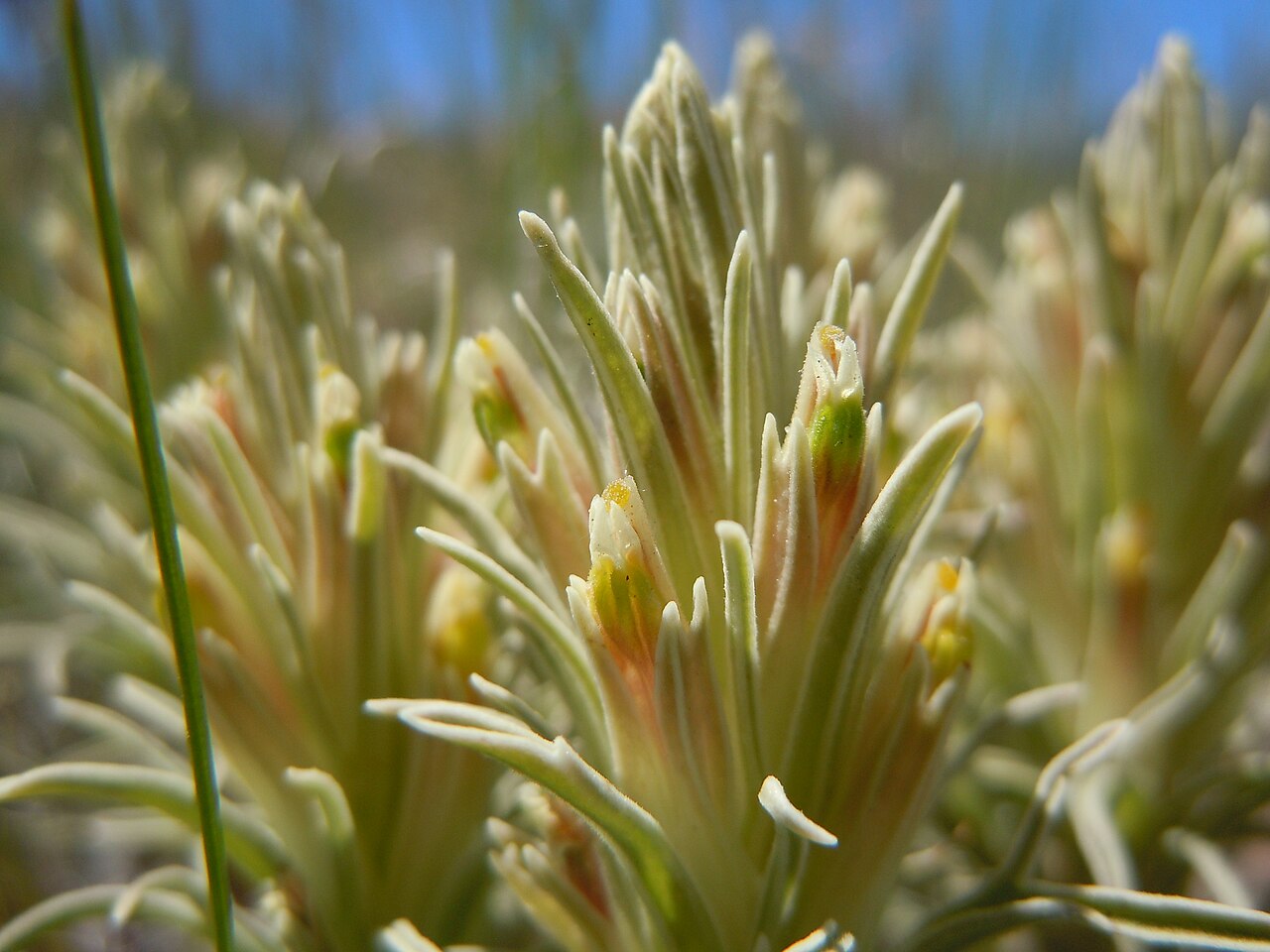 Pale Indian paintbrush: The "2-pronged" lateral calyx lobes on each side of the corolla tube is indicative of a calyx that is cleft much more in front and back than on the sides, a cha