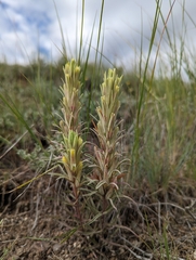 Pale Indian paintbrush (Castilleja pallescens)