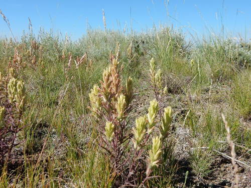 Pale Indian paintbrush (Castilleja pallescens)