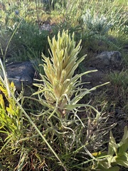Pale Indian paintbrush (Castilleja pallescens)