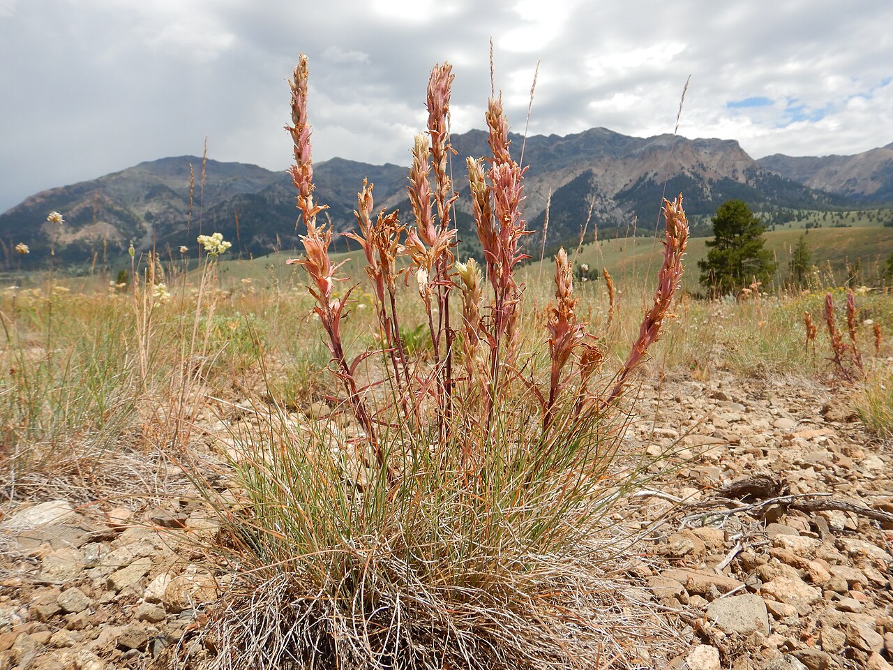 Pale Indian paintbrush: Pale Indian paintbrush (past flowering) is abundant in the mountain big sagebrush steppe in this area the Sawtooth Valley and the Big Wood River, Idaho. The abu