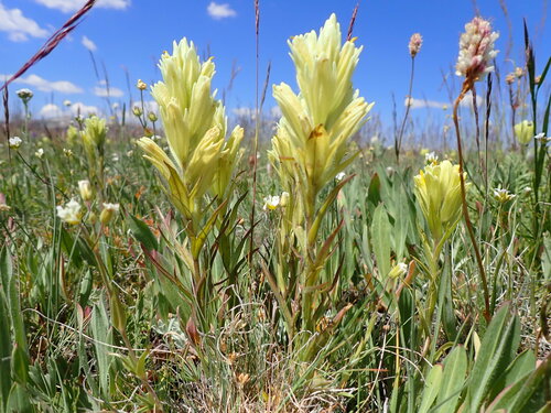 Pale Indian paintbrush (Castilleja pallescens)