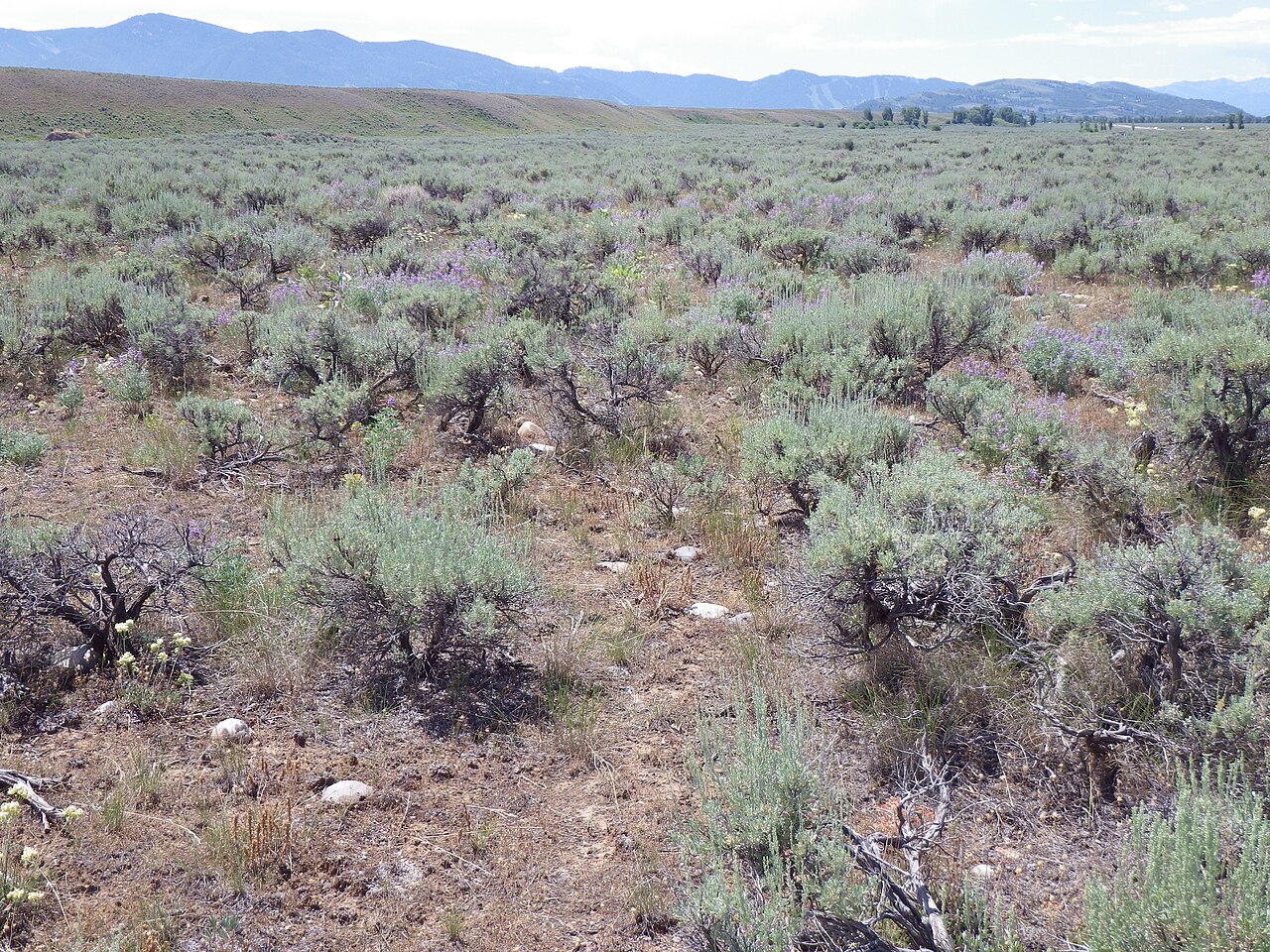 Pale Indian paintbrush: Castilleja pallescens (the plants with clustered stems and narrow brownish inflorescence spikes), like other Castilleja inhabiting high-native-cover sagebrush s