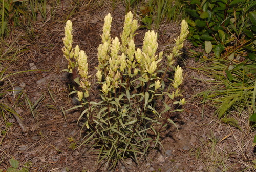 Castilleja pallida (Castilleja pallida)